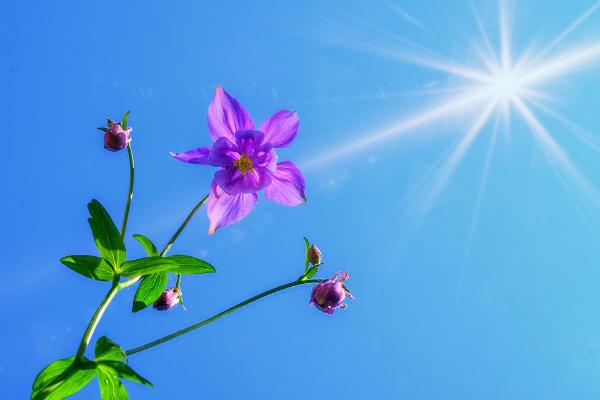 華智冰